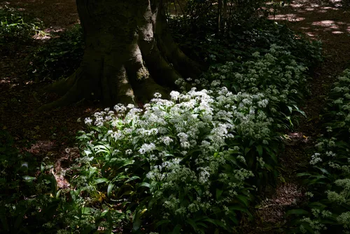 This nature landscape photograph captures a cluster of garlic flowers growing at the base of a large tree in a wooded area. The image was taken around midday in the spring, as indicated by the bright sunlight filtering through the canopy and casting dappled light onto the plants and flowers. The garlic flowers, distinguished by their small, white star-shaped blossoms, are abundant and appear healthy among the green leaves and shade. The composition showcases the natural beauty and diversity of springtime plants, highlighting how garlic flowers flourish in woodland environments.
